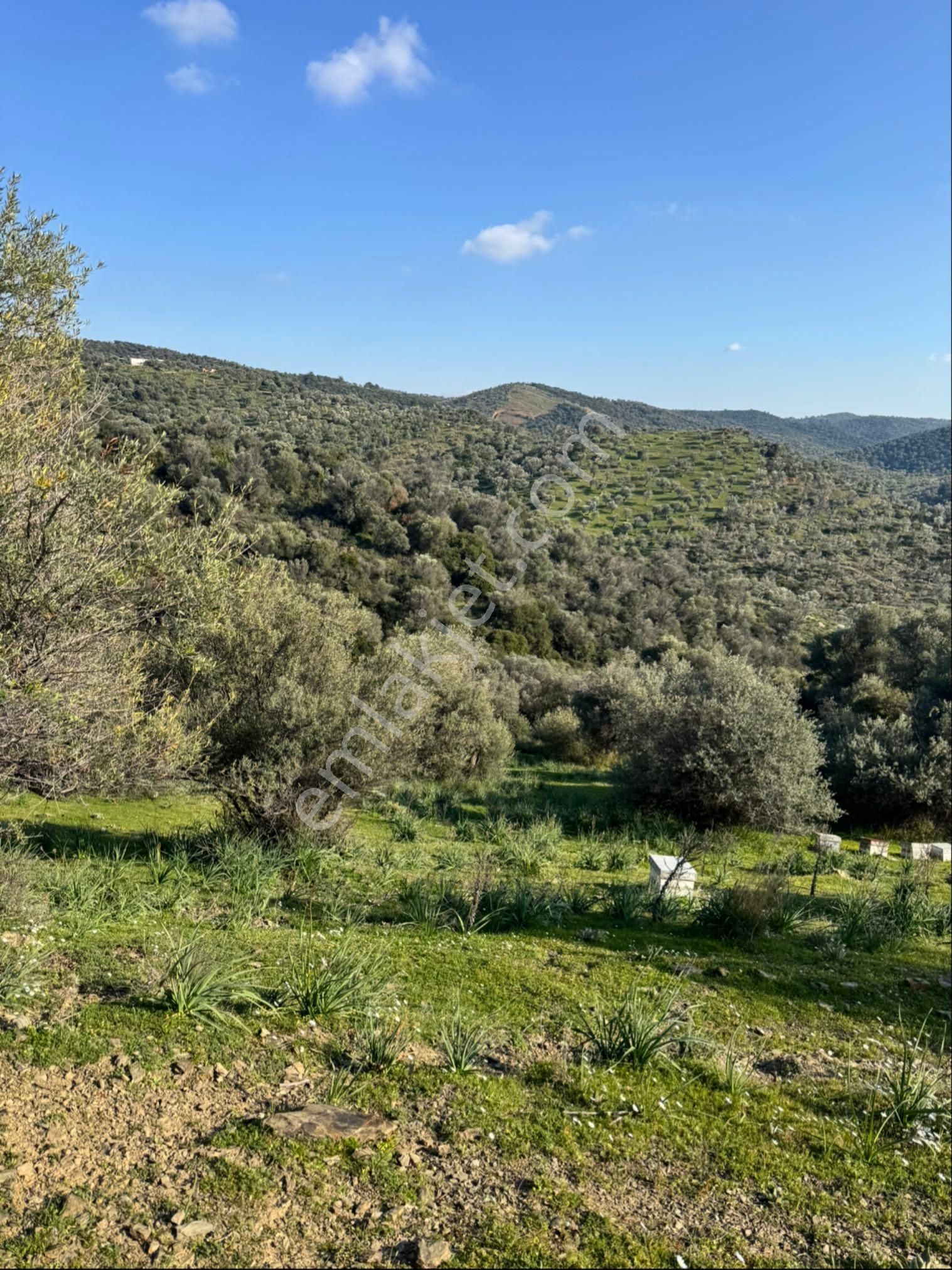 Seferihisar Ulamış Satılık Zeytinlik - Görsel 3