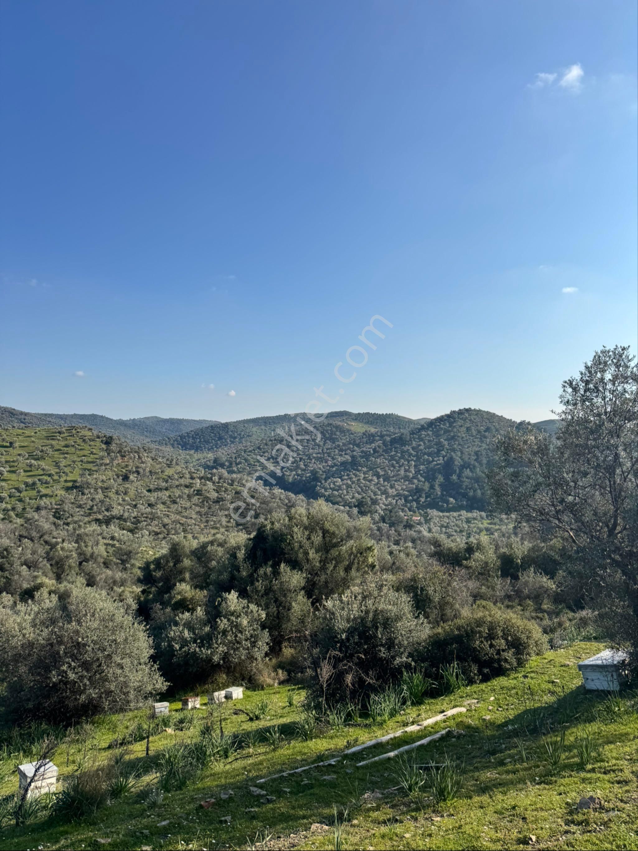 Seferihisar Ulamış Satılık Zeytinlik - Görsel 5