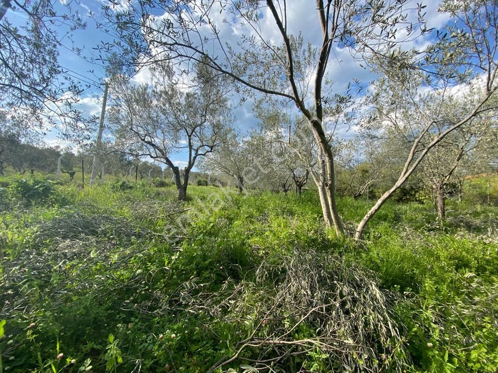 Edremit Yayla Önü ( Biller ) Köyü Satılık Zeytinlik - Görsel 9