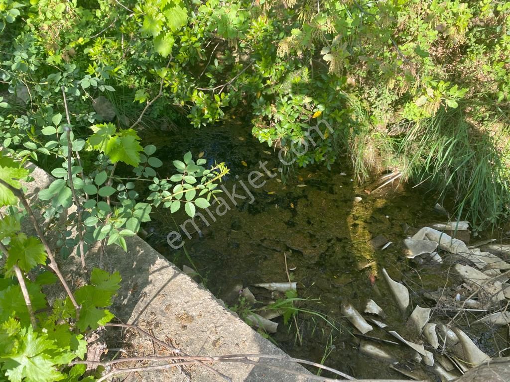 Edremit Yayla Önü ( Biller ) Köyü Satılık Zeytinlik - Görsel 7