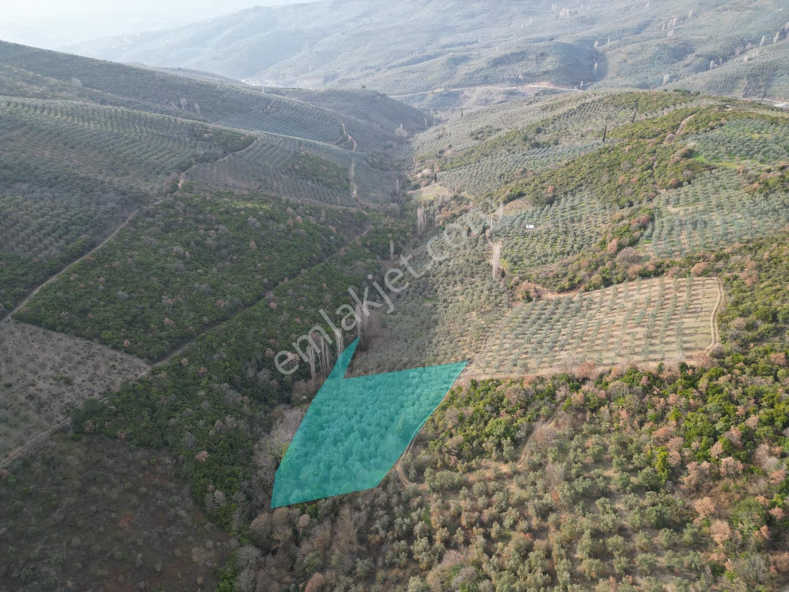 Kumla Konak Emlak;tan Satılık Zeytinlik - Görsel 8