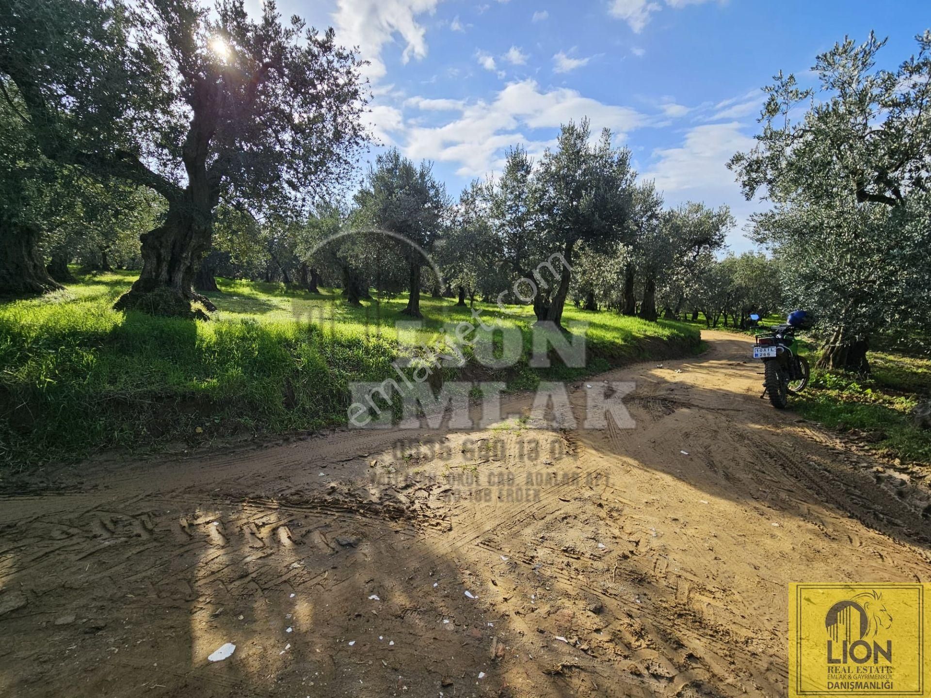 🟨⬛lıon Emlak'tan Erdek Atatürk Mahallesi Köşe Parsel Yola Cephe 730m² Satılık Zeytinlik⬛🟨 - Görsel 33