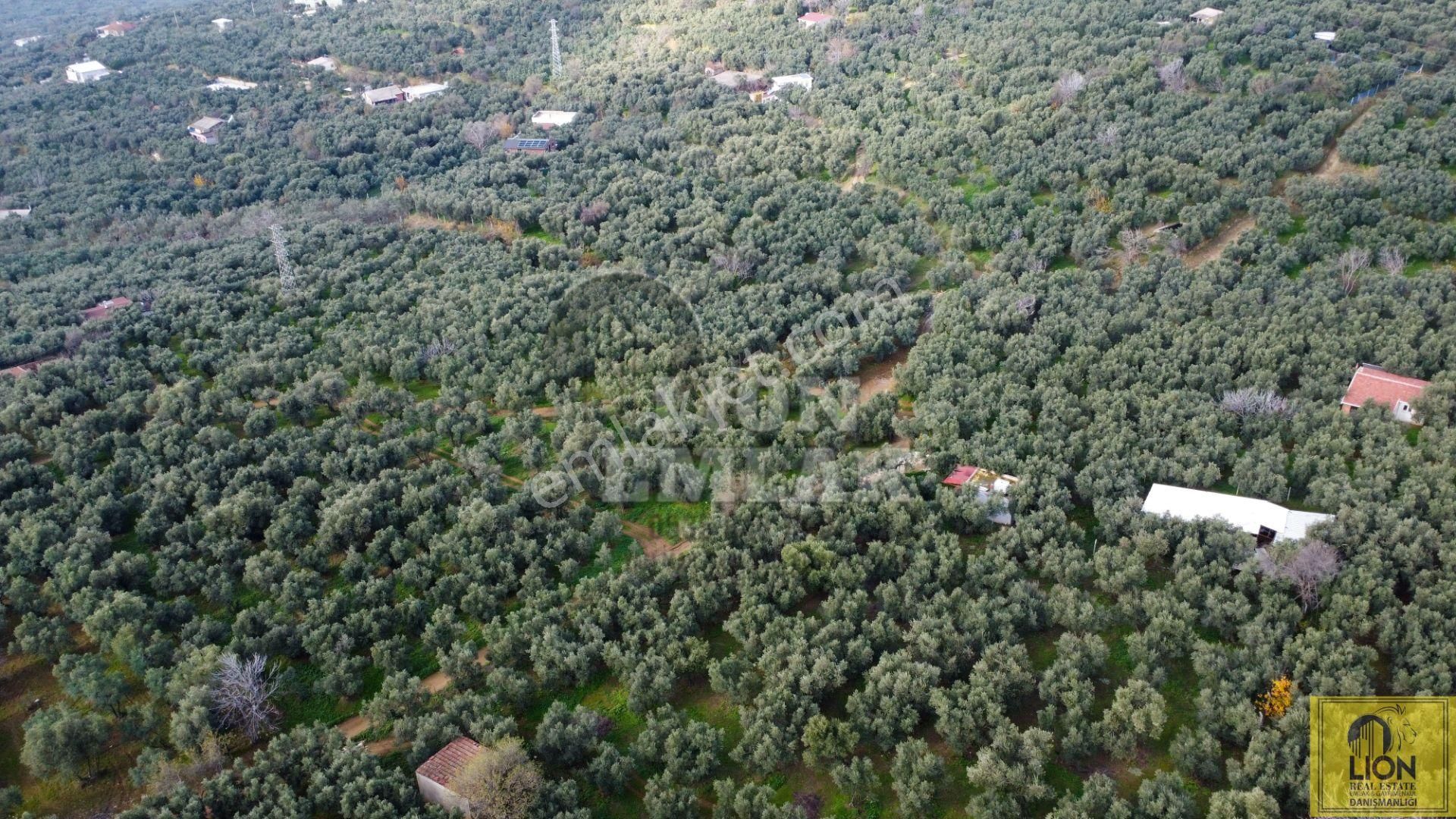 🟨⬛lıon Emlak'tan Erdek Atatürk Mahallesi Köşe Parsel Yola Cephe 730m² Satılık Zeytinlik⬛🟨 - Görsel 4