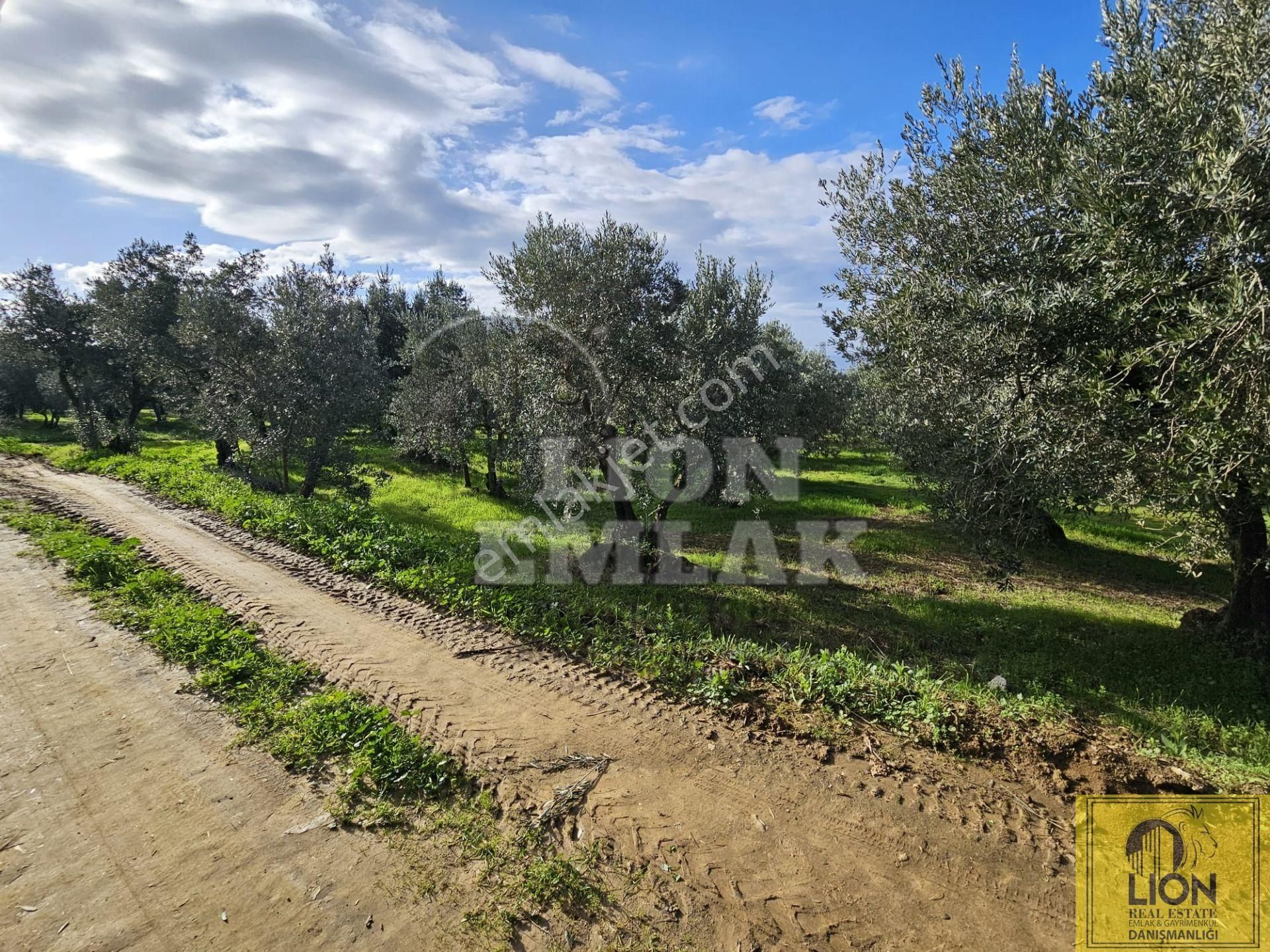🟨⬛lıon Emlak'tan Erdek Atatürk Mahallesi Köşe Parsel Yola Cephe 730m² Satılık Zeytinlik⬛🟨 - Görsel 23
