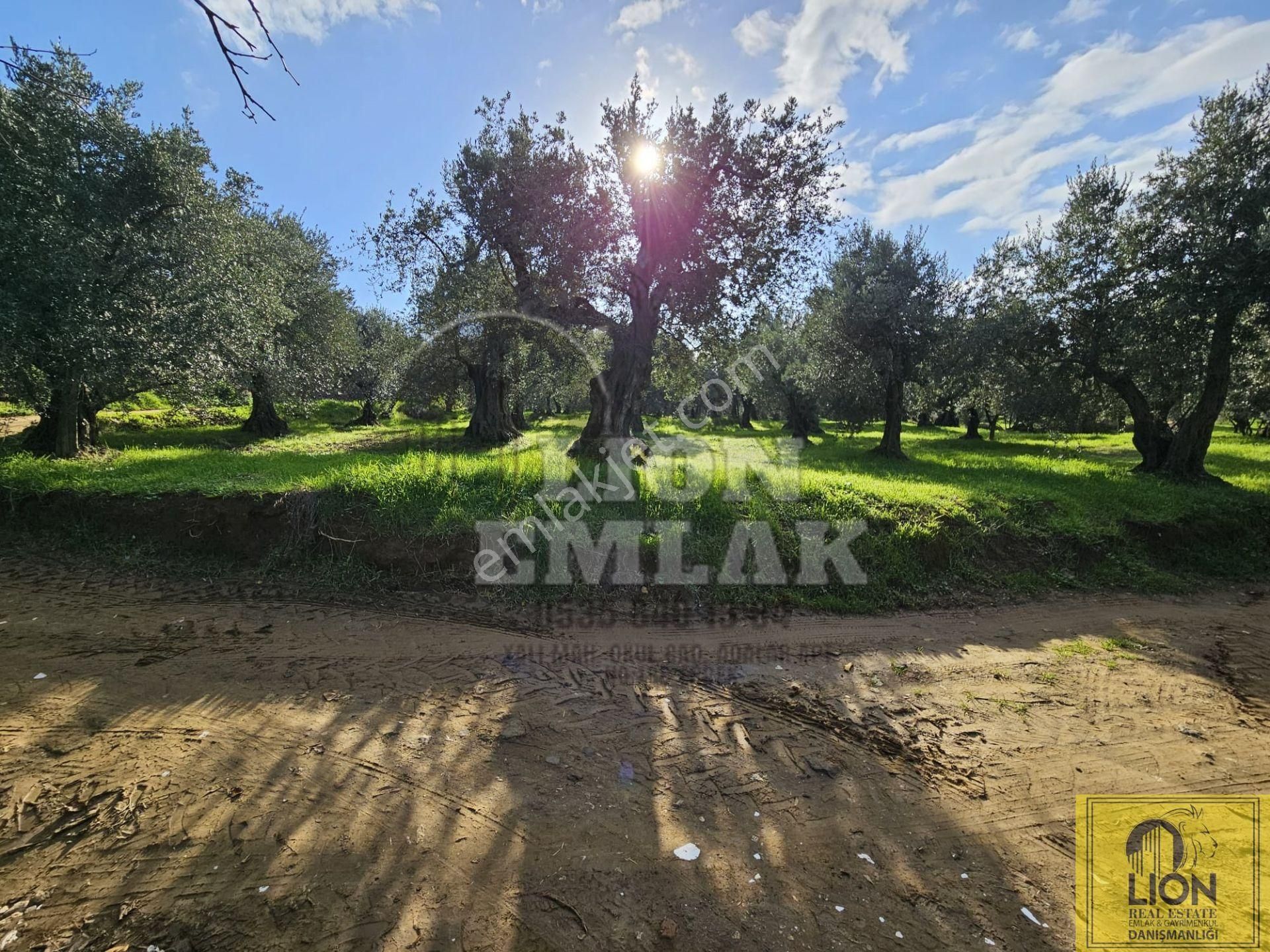 🟨⬛lıon Emlak'tan Erdek Atatürk Mahallesi Köşe Parsel Yola Cephe 730m² Satılık Zeytinlik⬛🟨 - Görsel 28