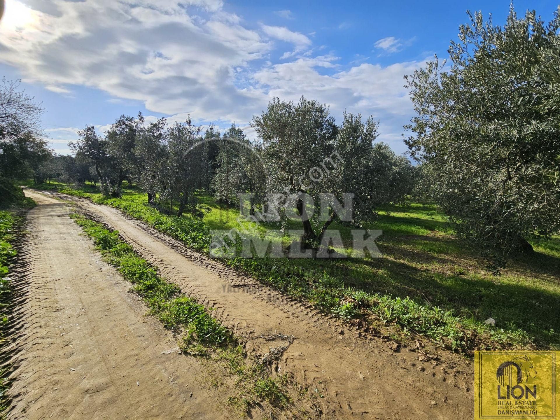 🟨⬛lıon Emlak'tan Erdek Atatürk Mahallesi Köşe Parsel Yola Cephe 730m² Satılık Zeytinlik⬛🟨 - Görsel 24