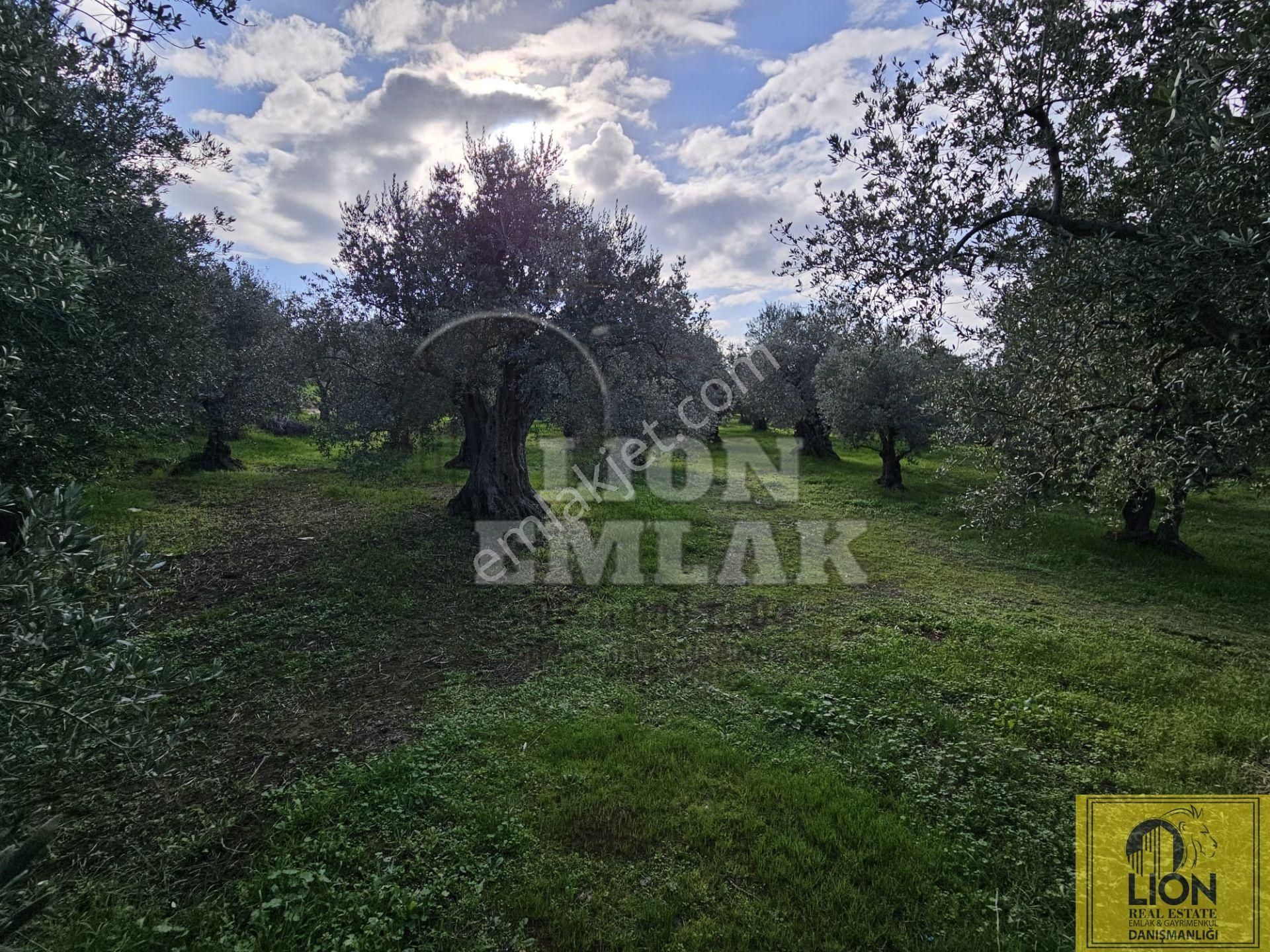 🟨⬛lıon Emlak'tan Erdek Atatürk Mahallesi Köşe Parsel Yola Cephe 730m² Satılık Zeytinlik⬛🟨 - Görsel 22