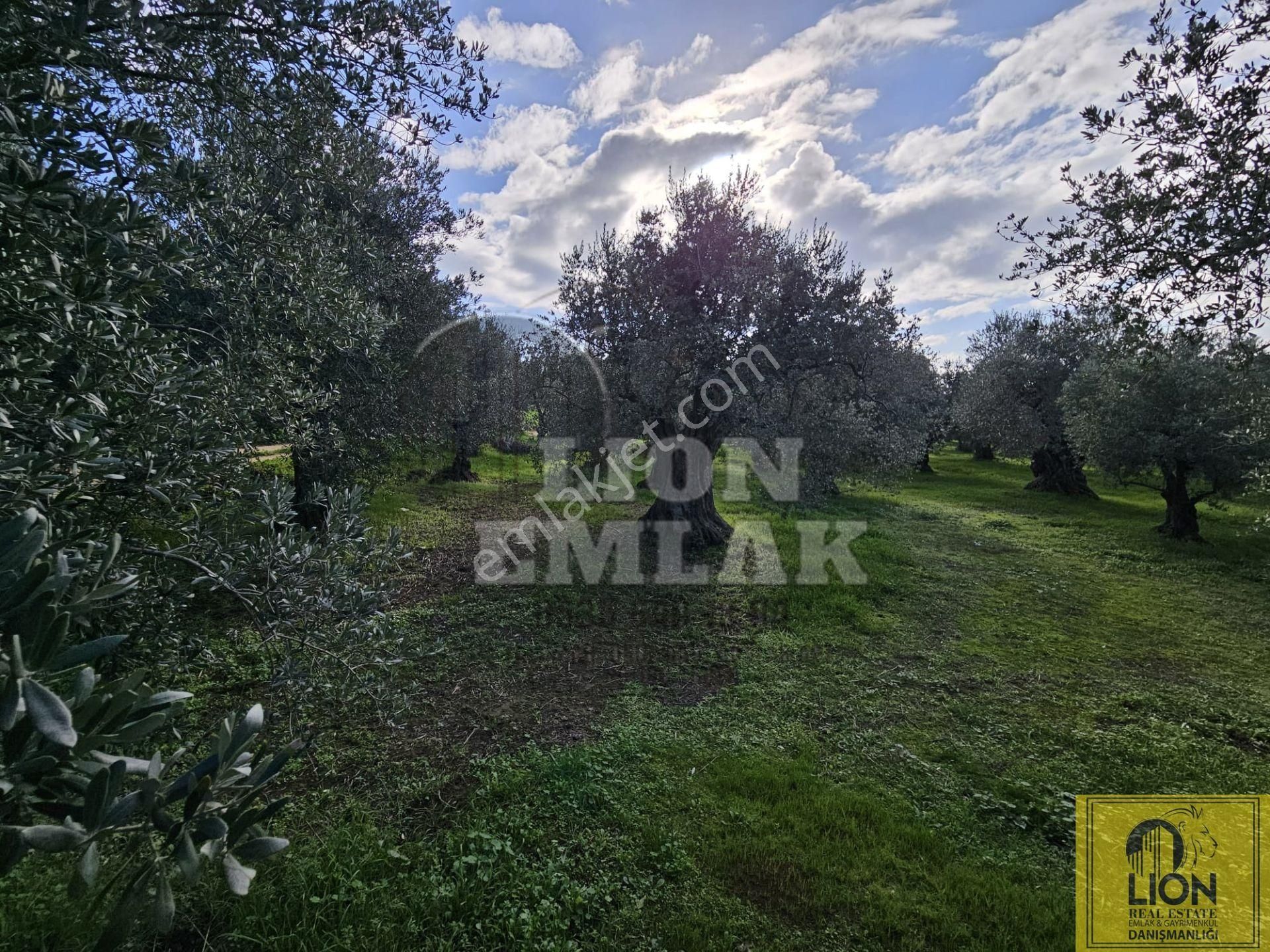 🟨⬛lıon Emlak'tan Erdek Atatürk Mahallesi Köşe Parsel Yola Cephe 730m² Satılık Zeytinlik⬛🟨 - Görsel 19