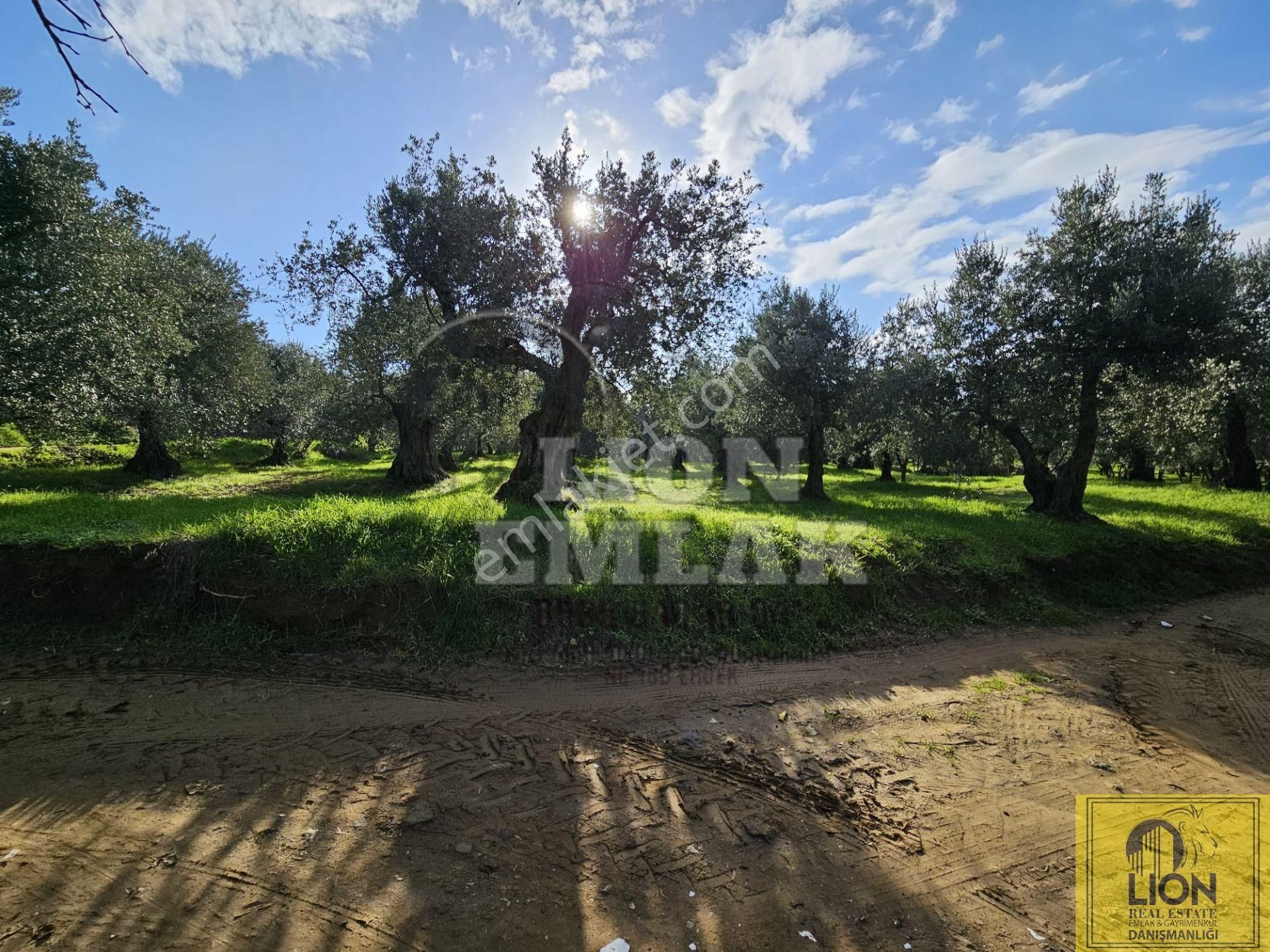 🟨⬛lıon Emlak'tan Erdek Atatürk Mahallesi Köşe Parsel Yola Cephe 730m² Satılık Zeytinlik⬛🟨 - Görsel 32