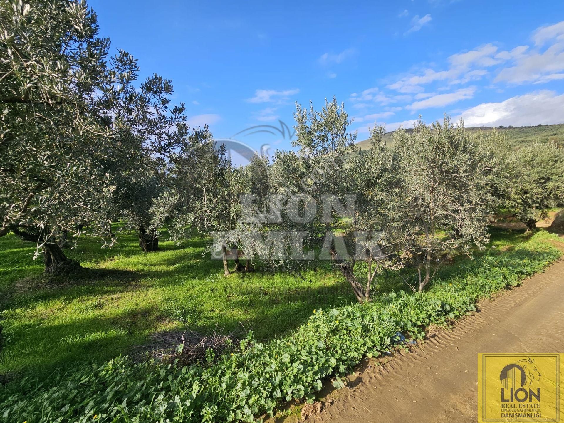 🟨⬛lıon Emlak'tan Erdek Atatürk Mahallesi Köşe Parsel Yola Cephe 730m² Satılık Zeytinlik⬛🟨 - Görsel 16