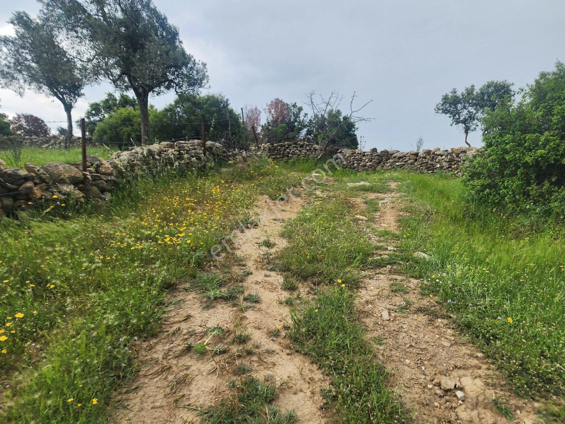 Aydın Çine İki Tarafı Baraj Manzaralı Mükemmel Tarla.. - Görsel 8