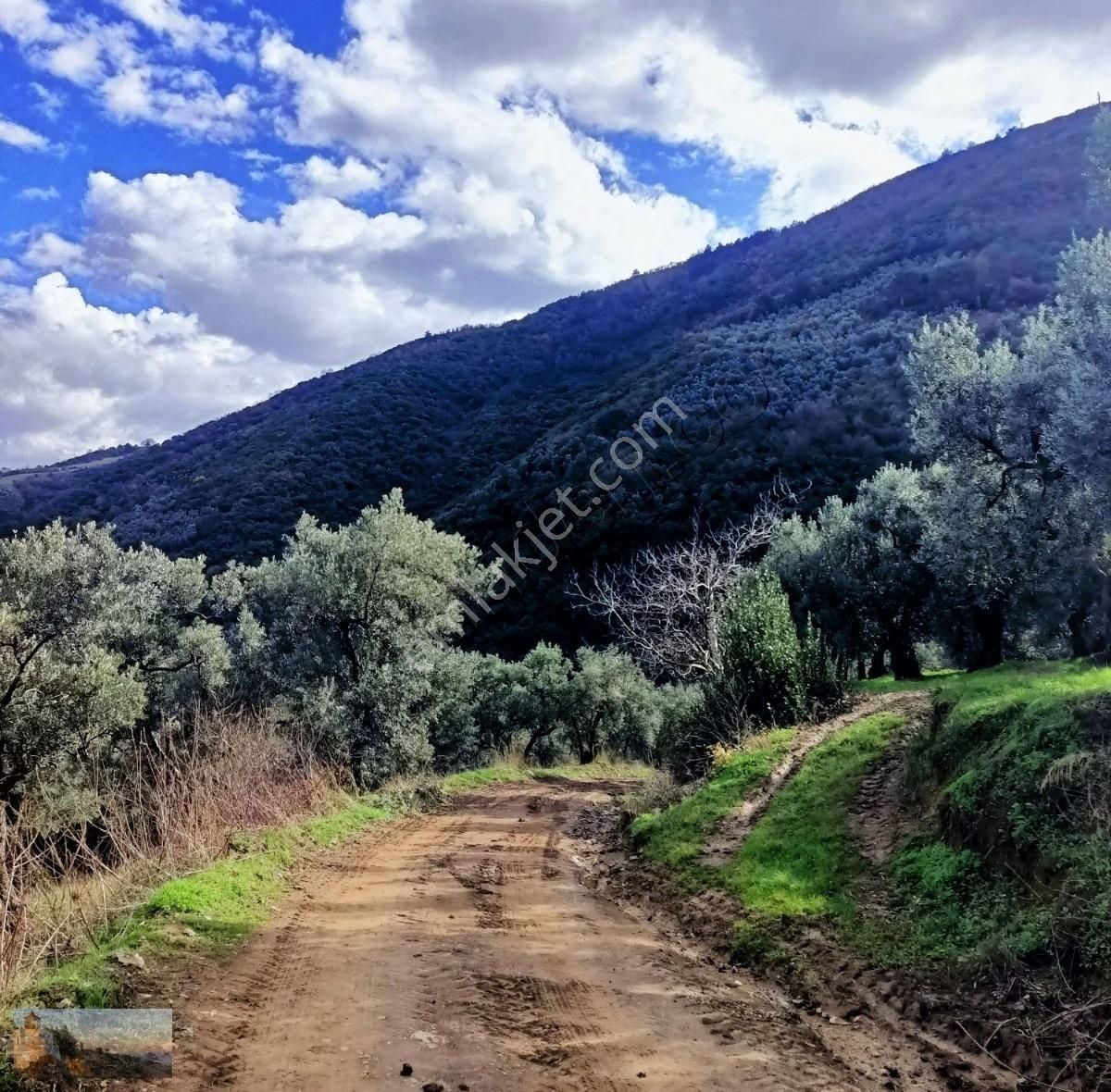 Alpaslan Emlaktan 8793m2 Umurbeyde 400 Zeytin 20 Ceviz - Görsel 2