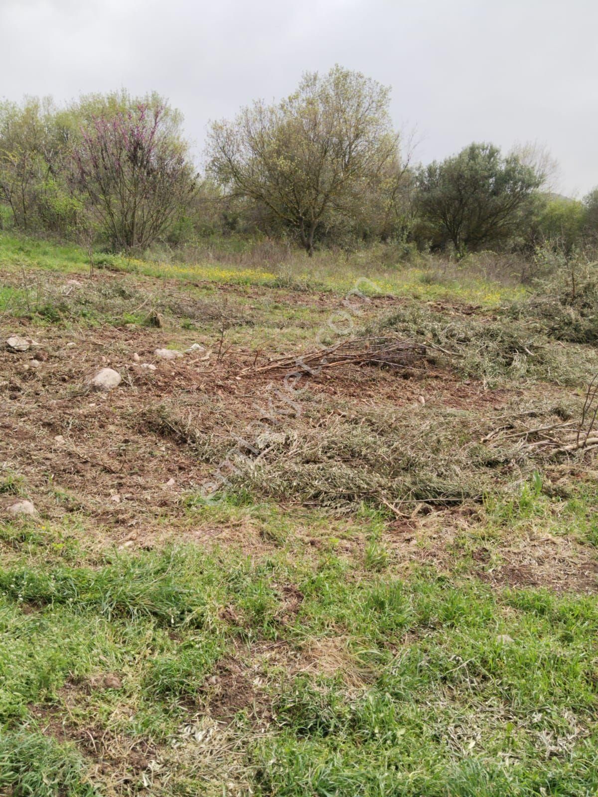 Pınar Emlak'tan Akçalar Tasmalar Mevkii Den Yatırımlık Ve Hobi Bahçelik Tarla - Görsel 4