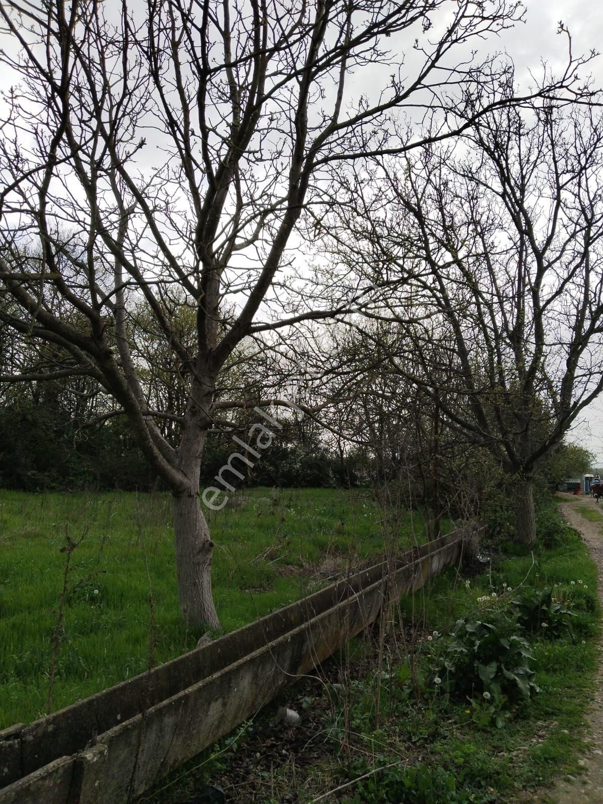 Pınar Emlak'tan Akçalar Çaylar Mevkii Den Satılık Hobi Bahçelik Tarla - Görsel 8
