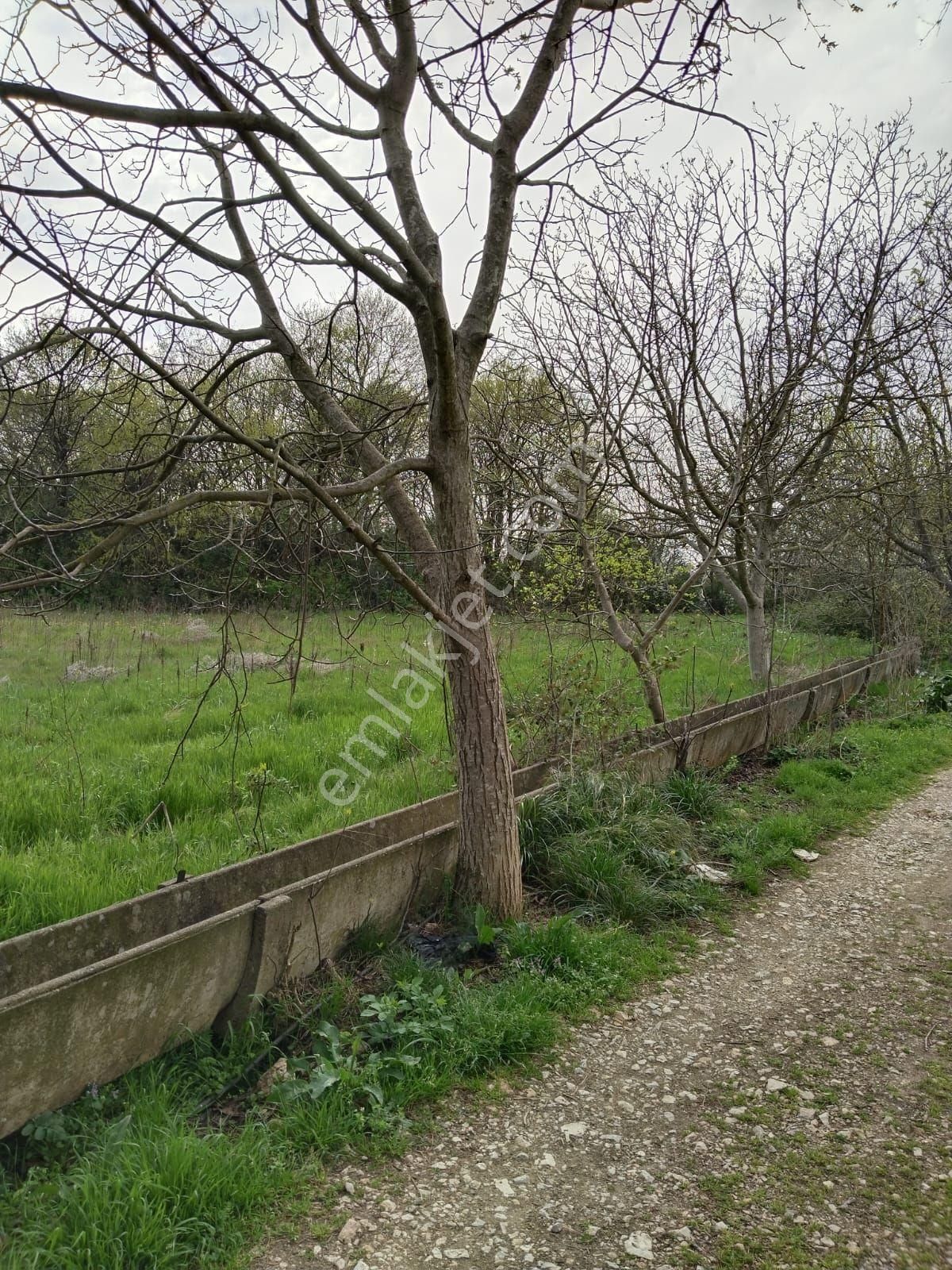 Pınar Emlak'tan Akçalar Çaylar Mevkii Den Satılık Hobi Bahçelik Tarla - Görsel 3