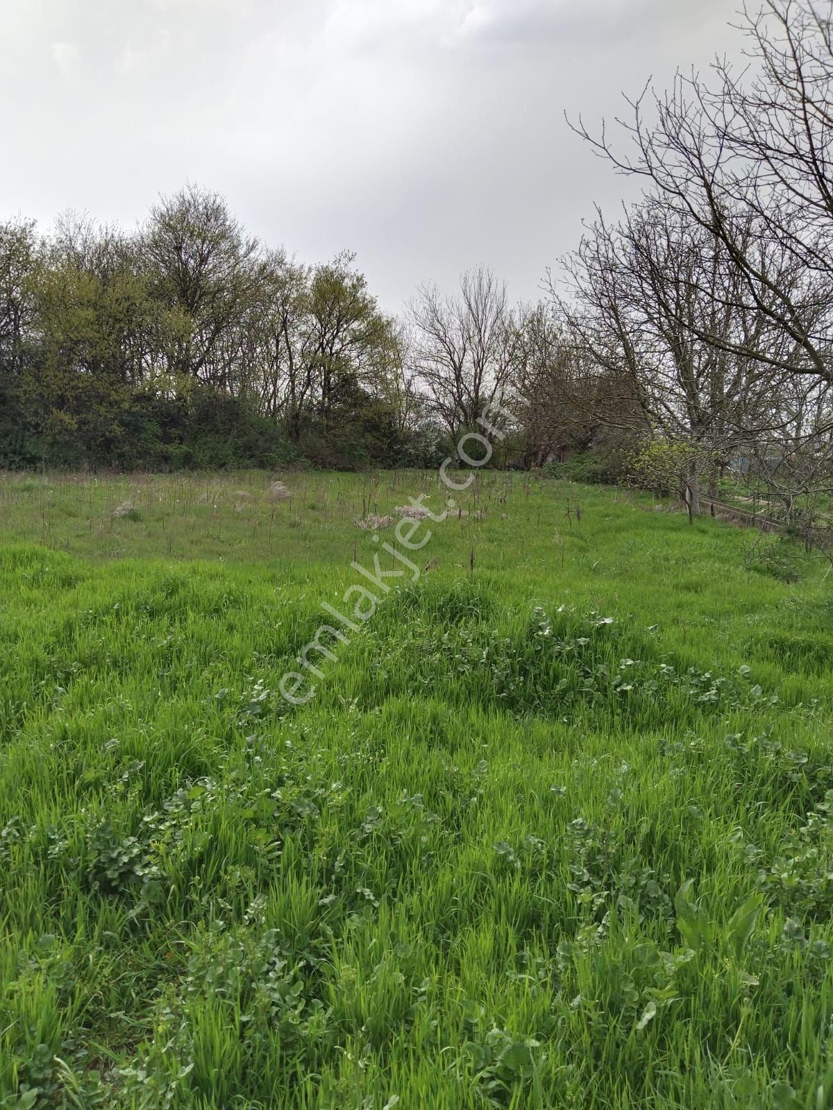 Pınar Emlak'tan Akçalar Çaylar Mevkii Den Satılık Hobi Bahçelik Tarla - Görsel 2