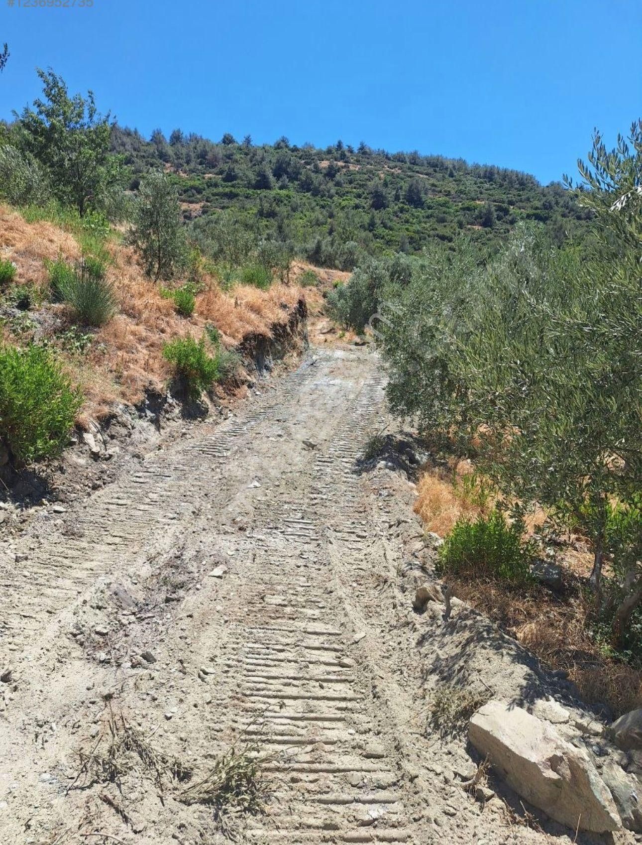 Acarlar Mevkiinde 8.030 M² Müstakil Tapulu Zeytinlik – Yatırımlık & Verimli Arazi! - Görsel 5