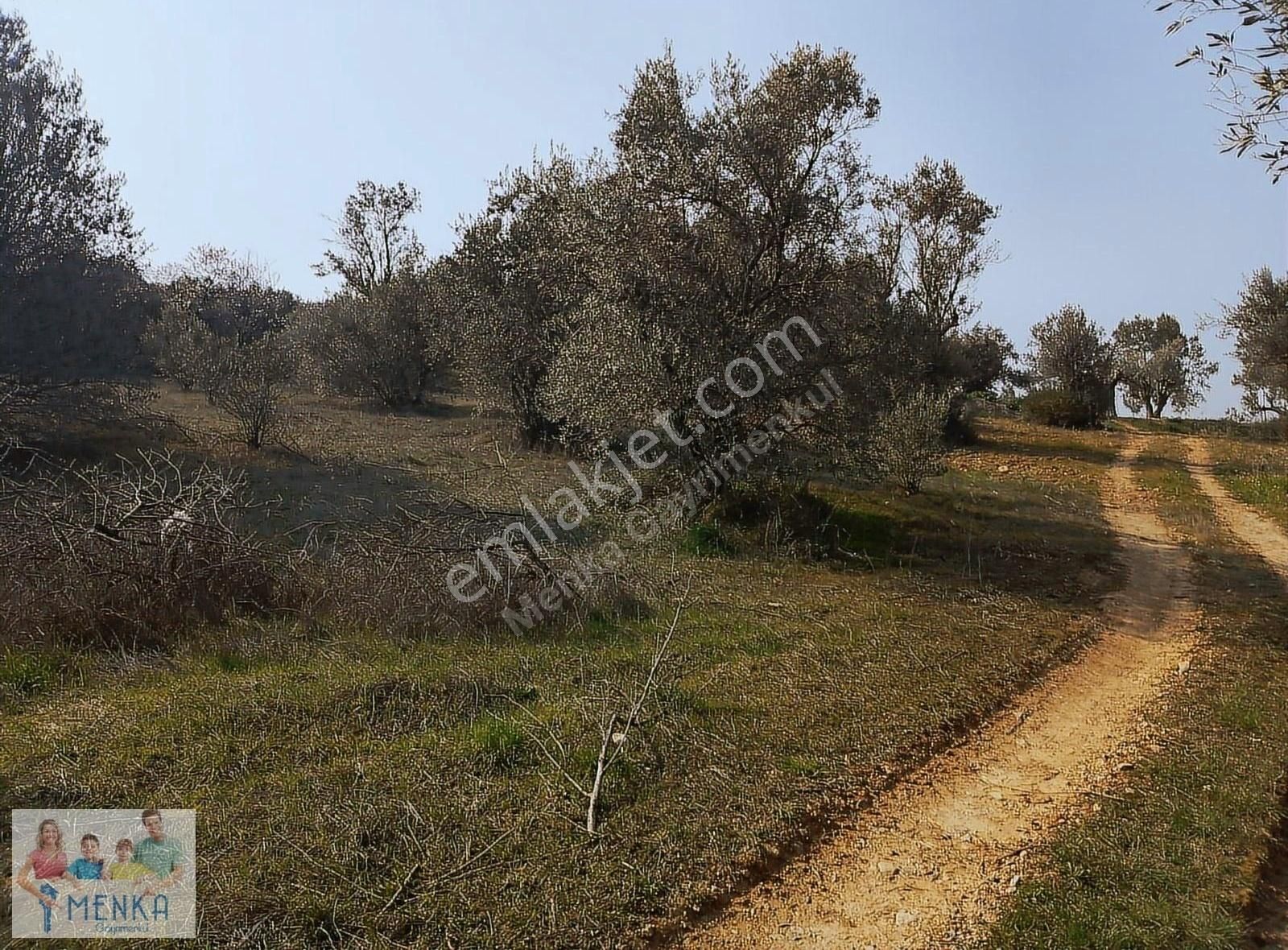 Manisa Şehzadeler Karaoğlanlı Mh. De 2200 Mt. Zeytinlik - Görsel 2