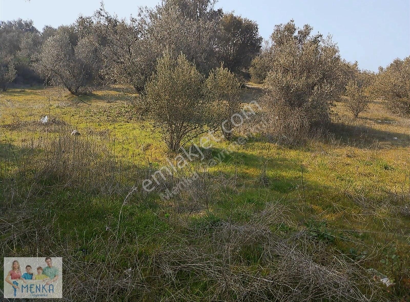 Manisa Şehzadeler Karaoğlanlı Mh. De 2200 Mt. Zeytinlik - Görsel 4