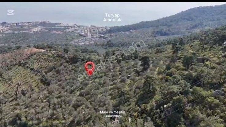 Satılık Zeytinlik – Edremit Avcılar’da Eşsiz Fırsat! - Görsel 4