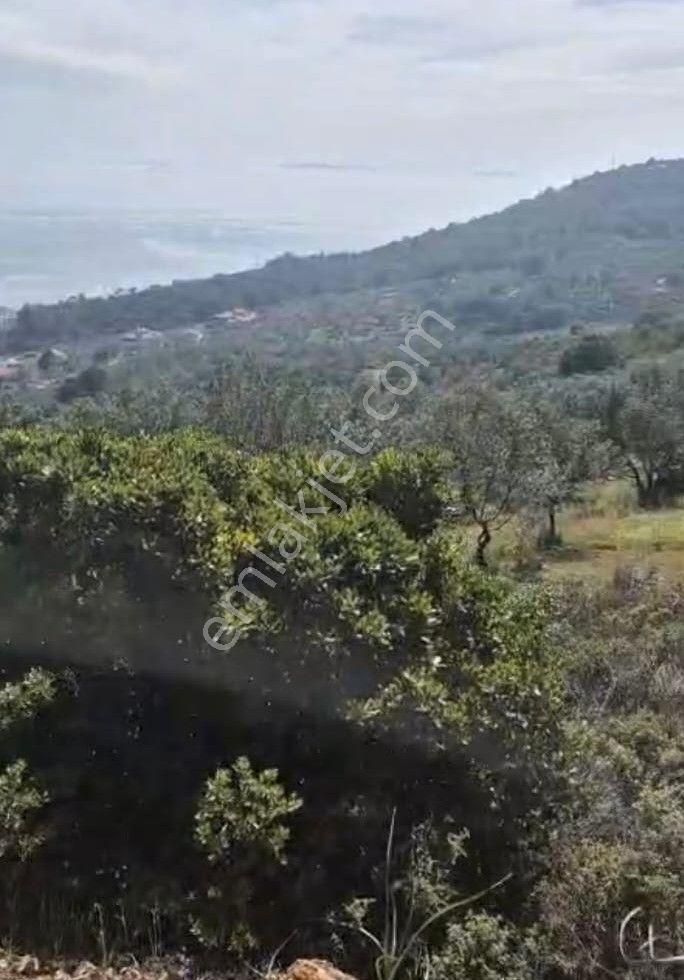 Satılık Zeytinlik – Edremit Avcılar’da Eşsiz Fırsat! - Görsel 5