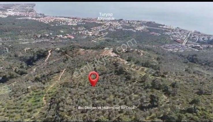 Satılık Zeytinlik – Edremit Avcılar’da Eşsiz Fırsat! - Görsel 6