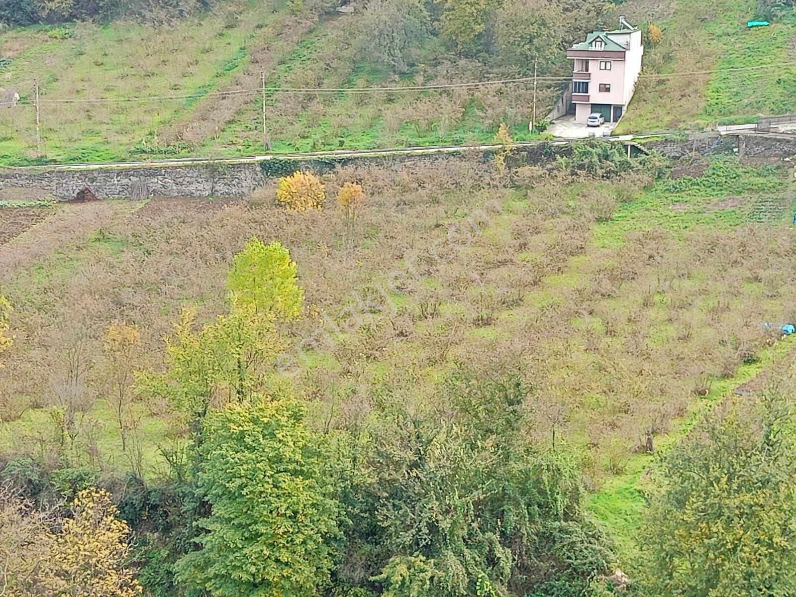 Akçaabat Dörtyol’ Da Eğimsiz Yatırımlık 2605 M2 Satılık Fındık Arazisi - Görsel 16