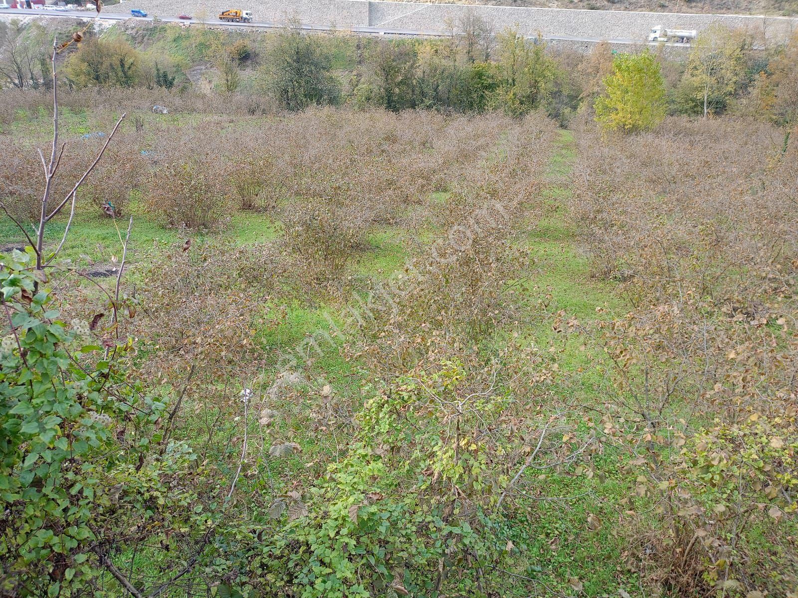 Akçaabat Dörtyol’ Da Eğimsiz Yatırımlık 2605 M2 Satılık Fındık Arazisi - Görsel 5