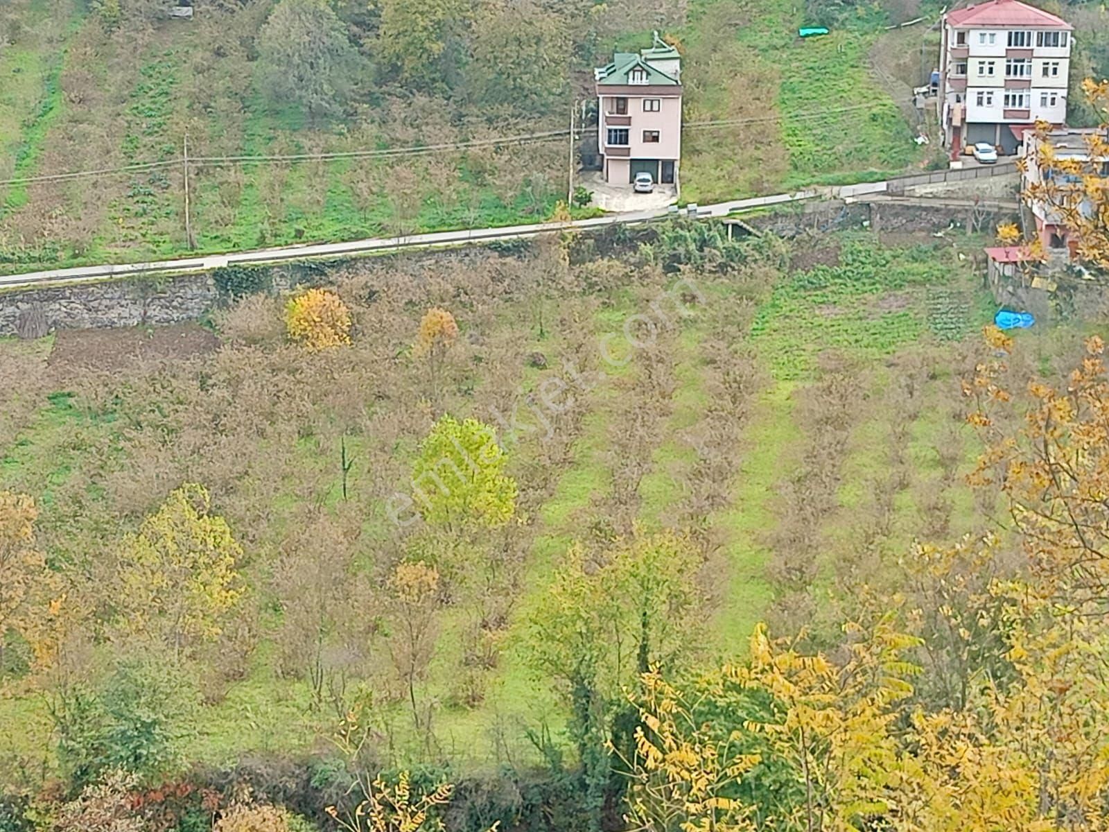 Akçaabat Dörtyol’ Da Eğimsiz Yatırımlık 2605 M2 Satılık Fındık Arazisi - Görsel 2