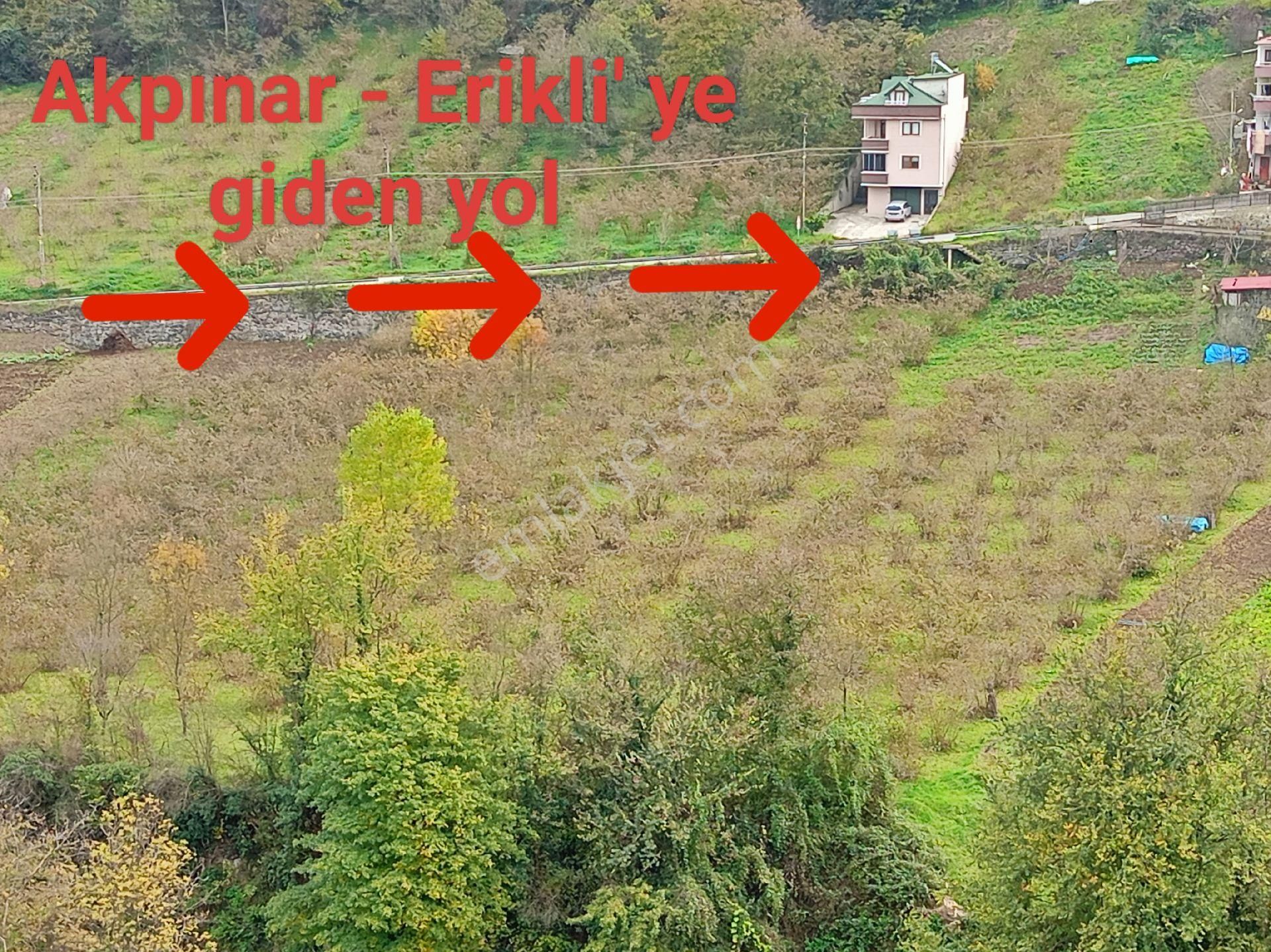Akçaabat Dörtyol’ Da Eğimsiz Yatırımlık 2605 M2 Satılık Fındık Arazisi - Görsel 9