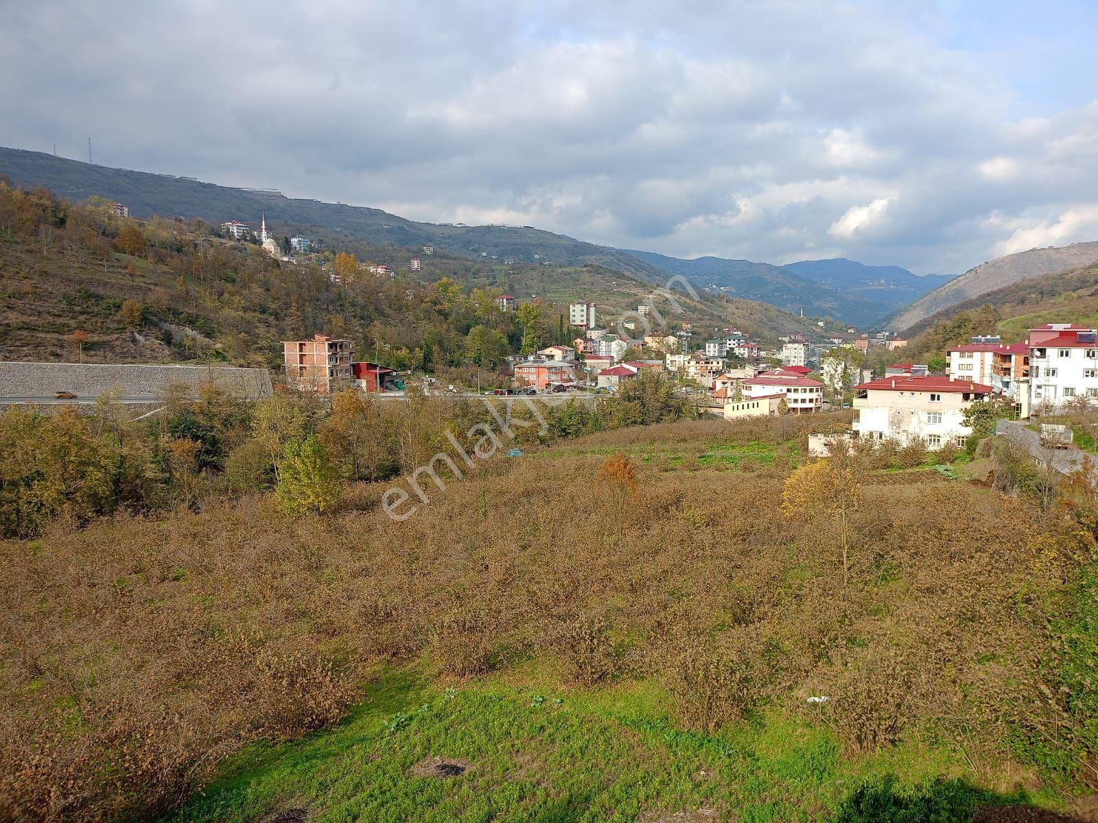 Akçaabat Dörtyol’ Da Eğimsiz Yatırımlık 2605 M2 Satılık Fındık Arazisi - Görsel 3