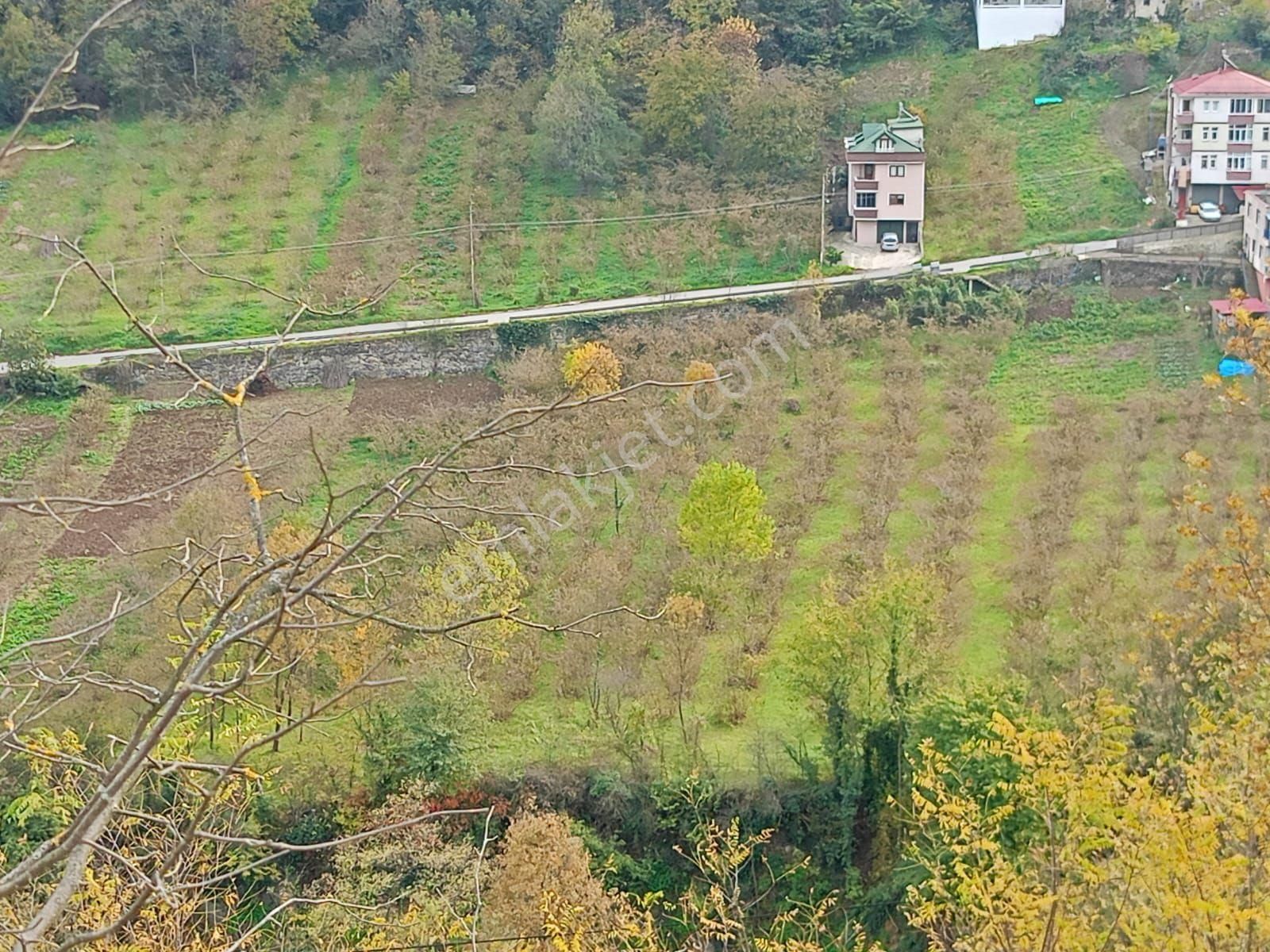 Akçaabat Dörtyol’ Da Eğimsiz Yatırımlık 2605 M2 Satılık Fındık Arazisi - Görsel 24