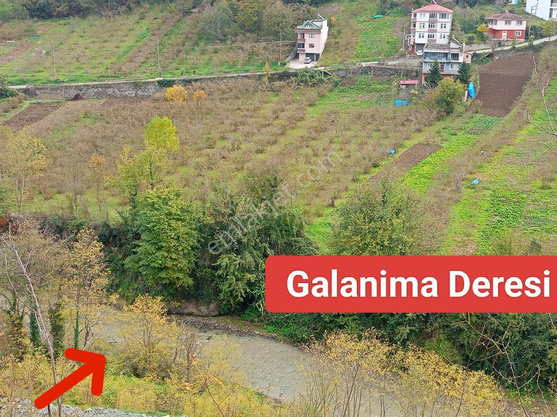 Akçaabat Dörtyol’ Da Eğimsiz Yatırımlık 2605 M2 Satılık Fındık Arazisi - Görsel 13