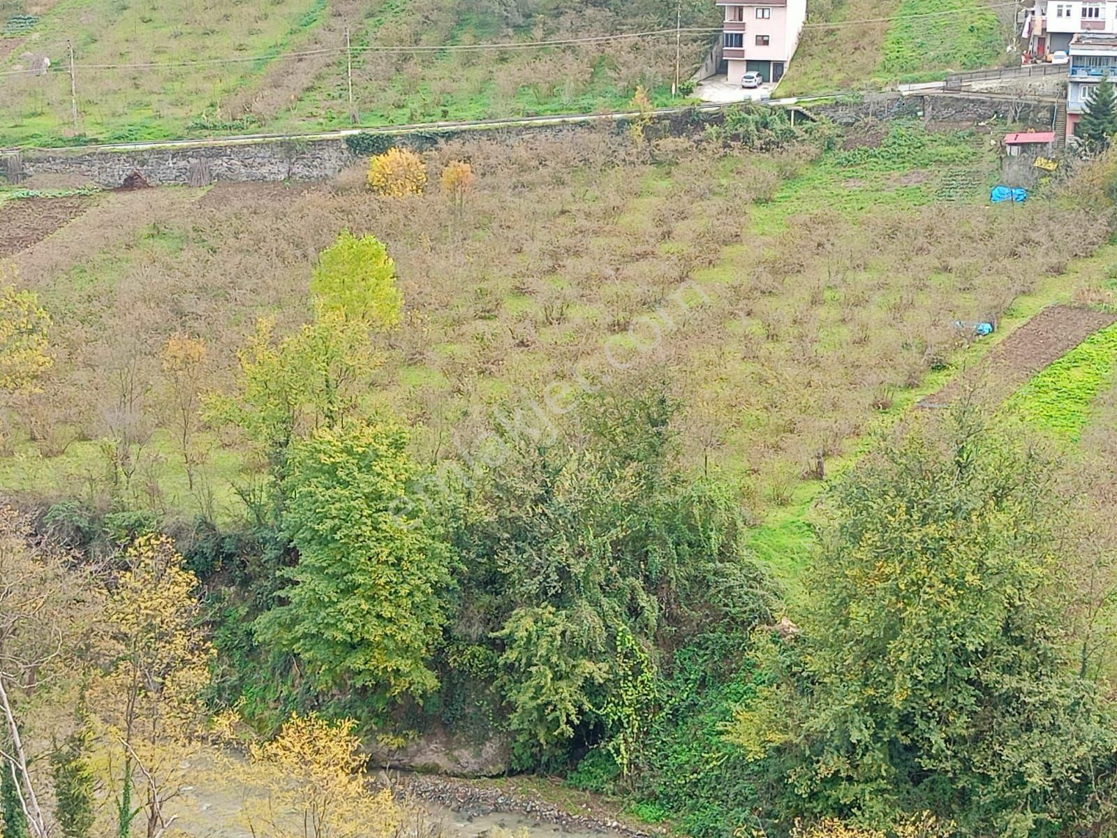 Akçaabat Dörtyol’ Da Eğimsiz Yatırımlık 2605 M2 Satılık Fındık Arazisi - Görsel 10