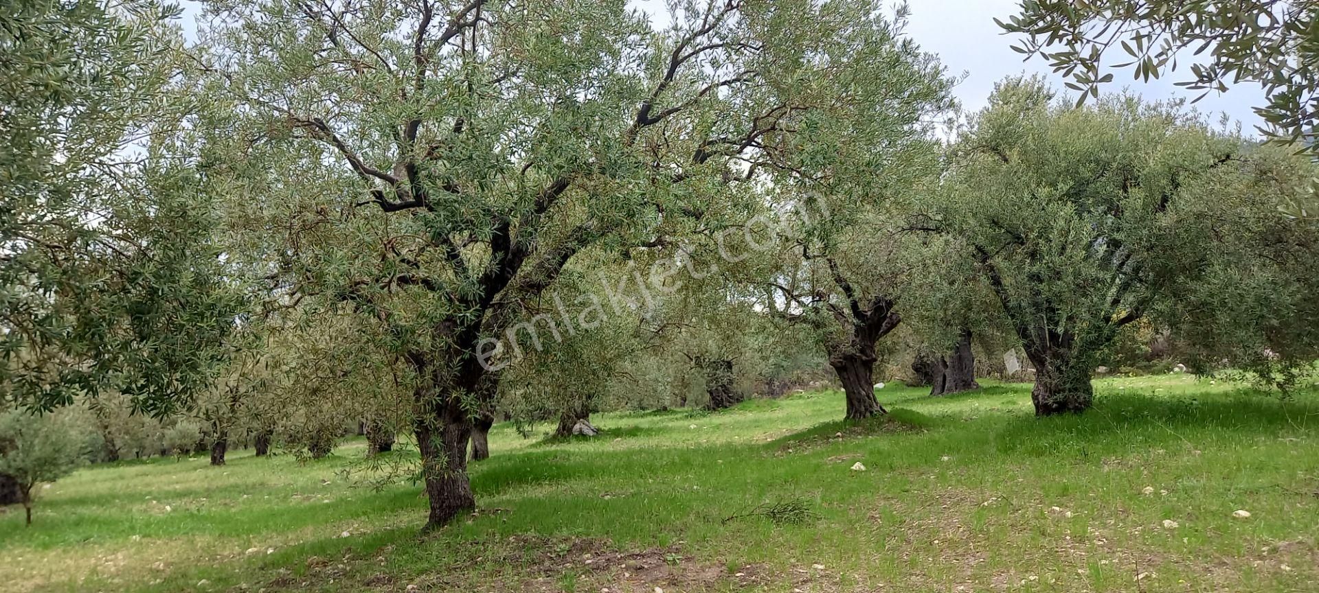 Akhisar Sakarkaya Da Satılık 6.350 M2 Zeytinlik 1.675.000 Tl - Görsel 6
