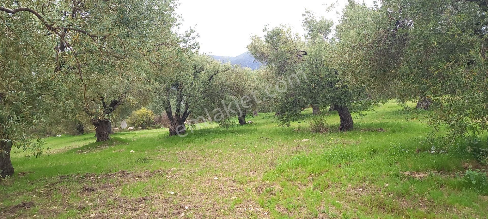 Akhisar Sakarkaya Da Satılık 6.350 M2 Zeytinlik 1.675.000 Tl - Görsel 5