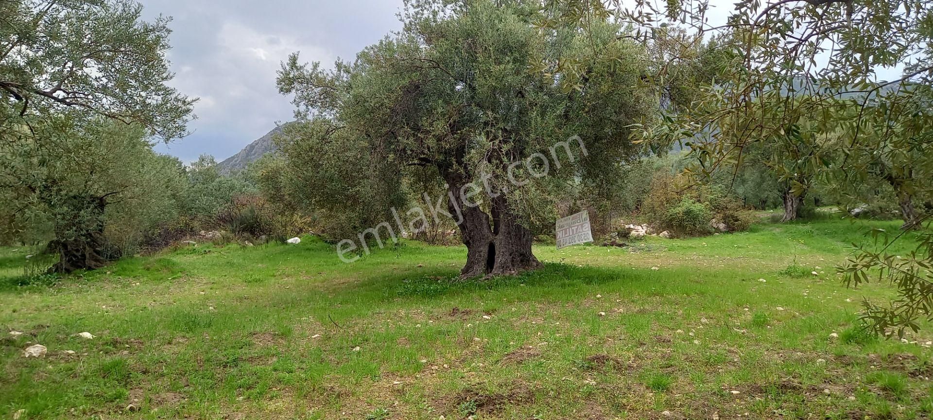 Akhisar Sakarkaya Da Satılık 6.350 M2 Zeytinlik 1.675.000 Tl - Görsel 9
