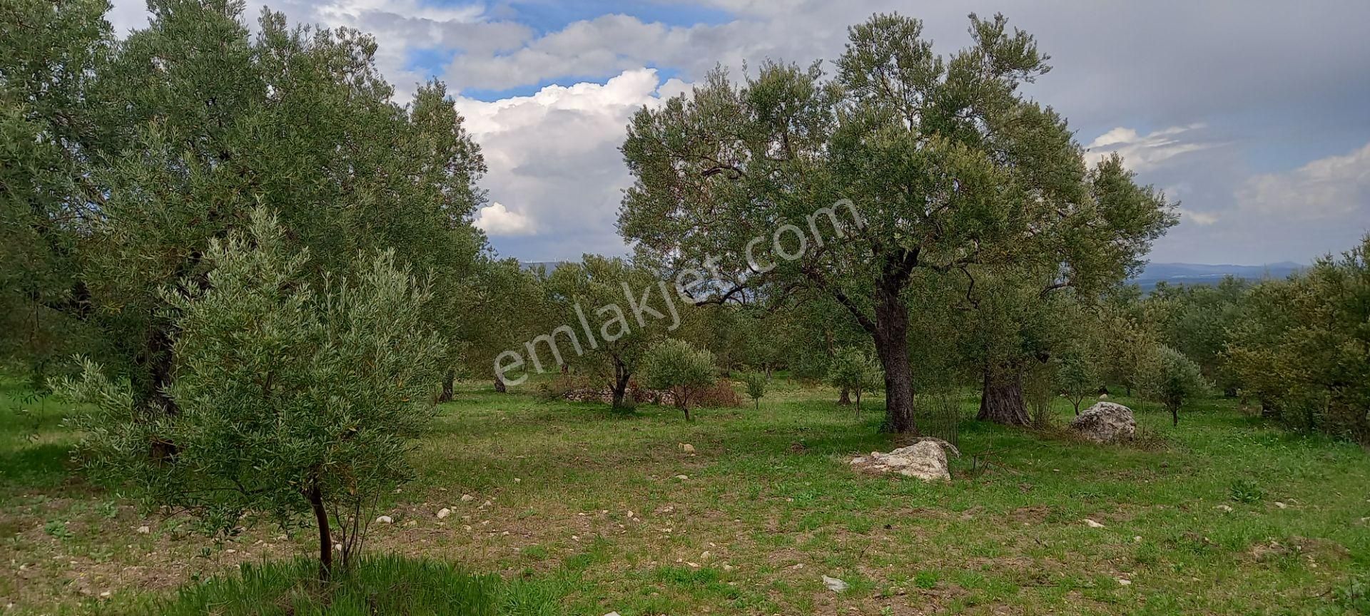 Akhisar Sakarkaya Da Satılık 6.350 M2 Zeytinlik 1.675.000 Tl - Görsel 3