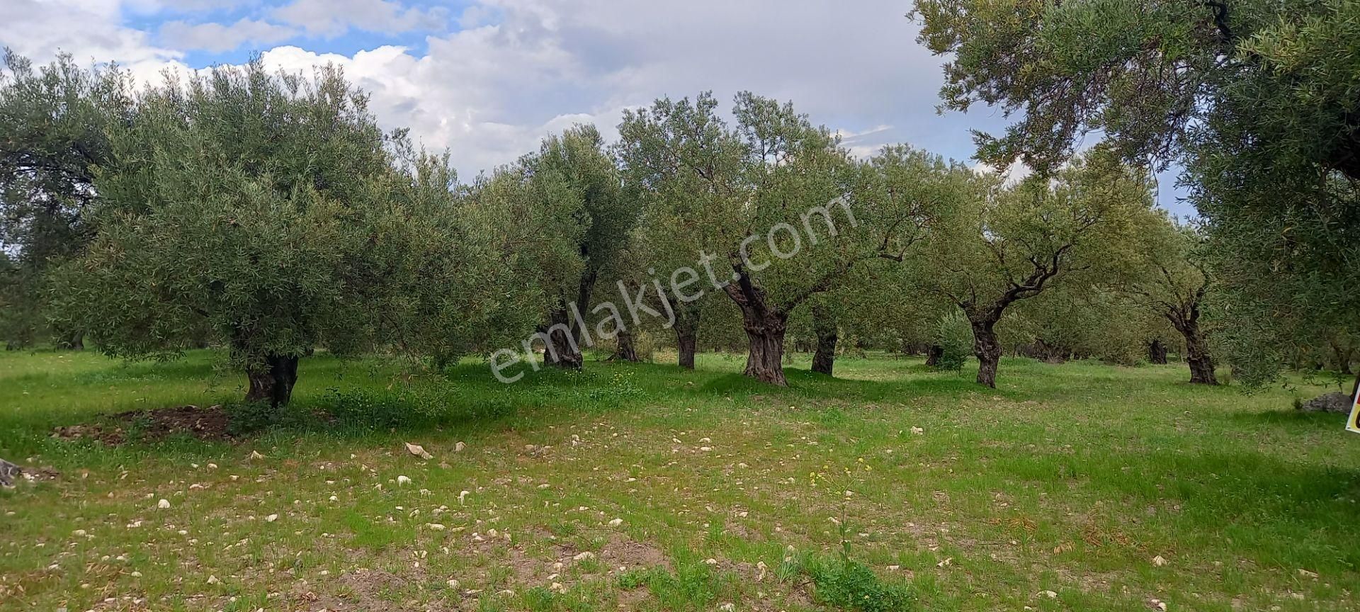 Akhisar Sakarkaya Da Satılık 6.350 M2 Zeytinlik 1.675.000 Tl - Görsel 14