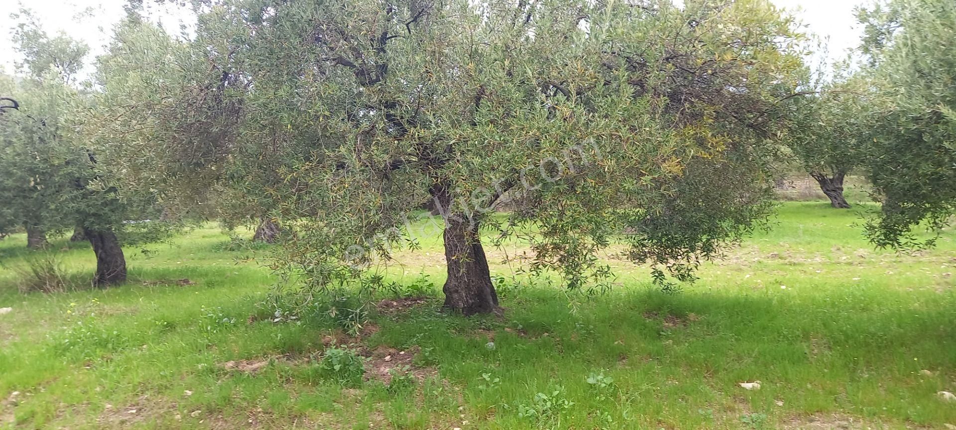 Akhisar Sakarkaya Da Satılık 6.350 M2 Zeytinlik 1.675.000 Tl - Görsel 4