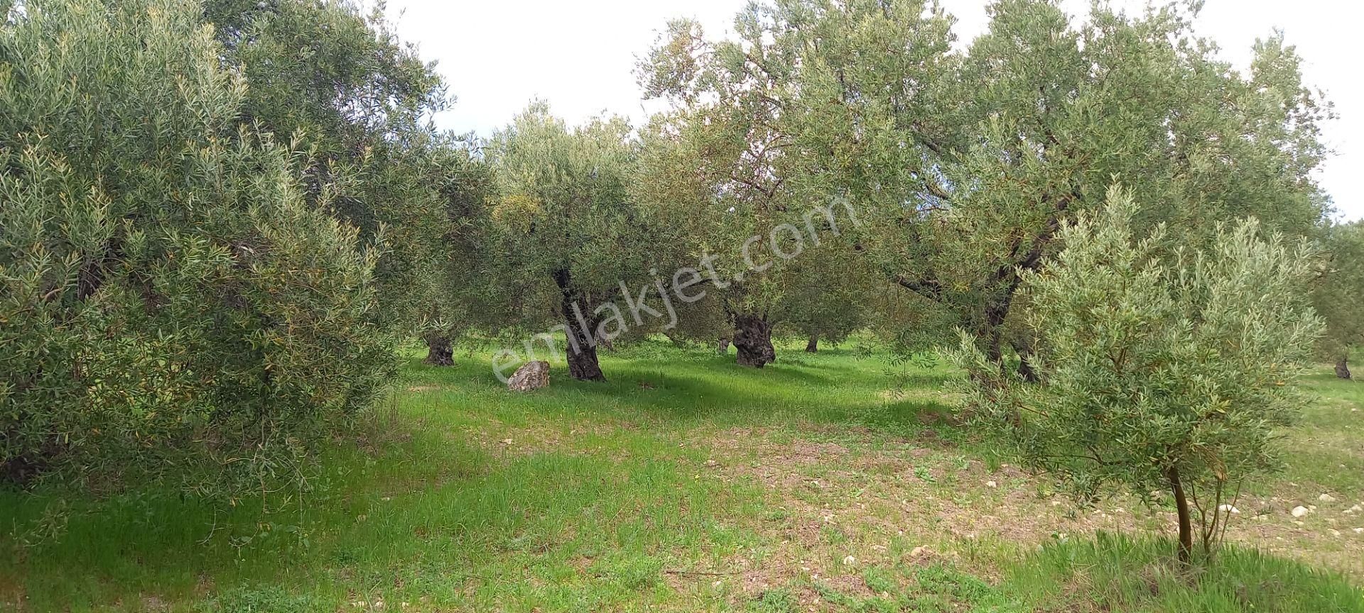 Akhisar Sakarkaya Da Satılık 6.350 M2 Zeytinlik 1.675.000 Tl - Görsel 2