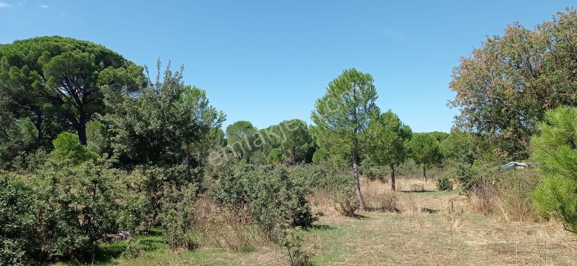 Ayvalık Yoluna 300 Metre Mesafede 15 Dönüm Çamlık - Görsel 15