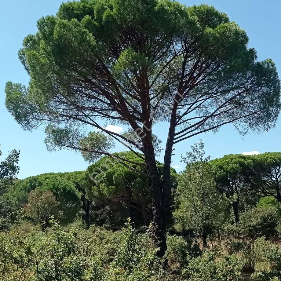 Ayvalık Yoluna 300 Metre Mesafede 15 Dönüm Çamlık - Görsel 3
