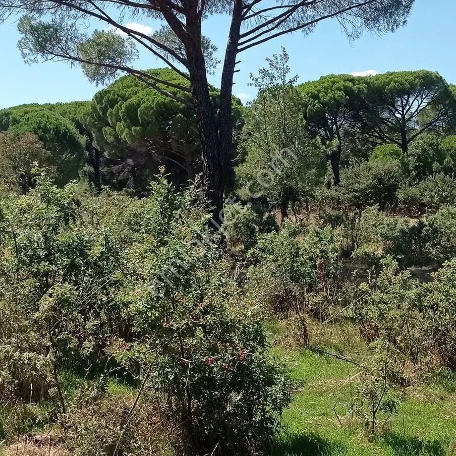 Ayvalık Yoluna 300 Metre Mesafede 15 Dönüm Çamlık - Görsel 4