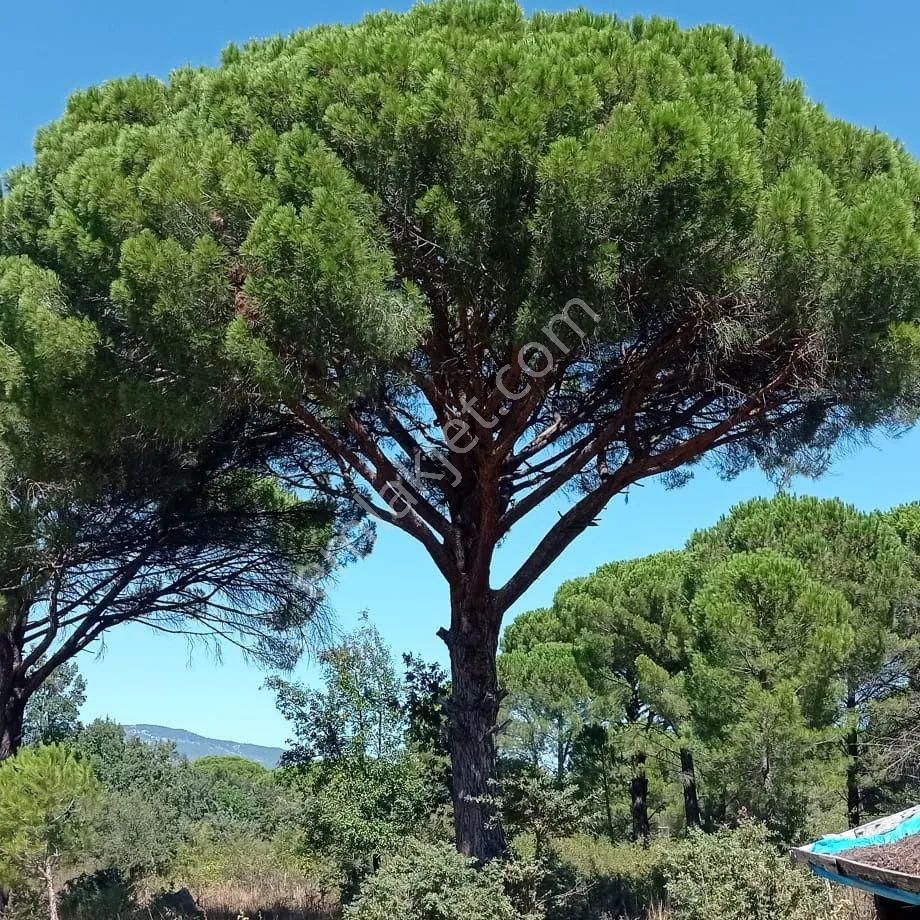 Ayvalık Yoluna 300 Metre Mesafede 15 Dönüm Çamlık - Görsel 6