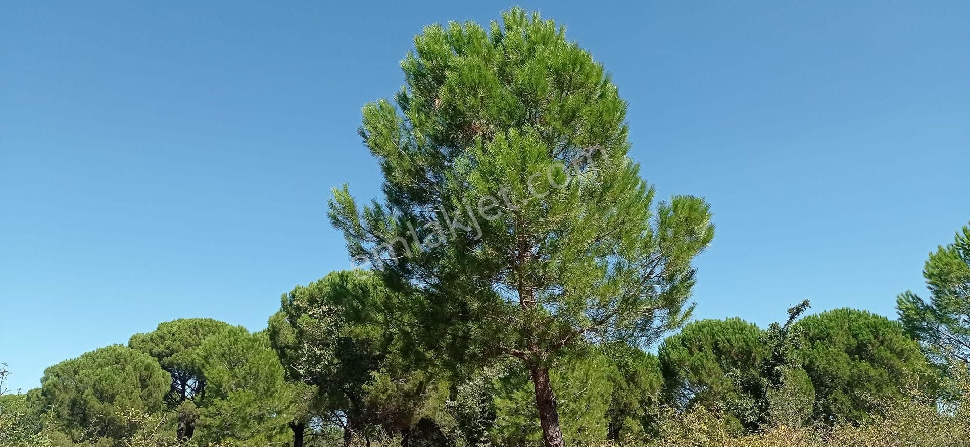 Ayvalık Yoluna 300 Metre Mesafede 15 Dönüm Çamlık - Görsel 18