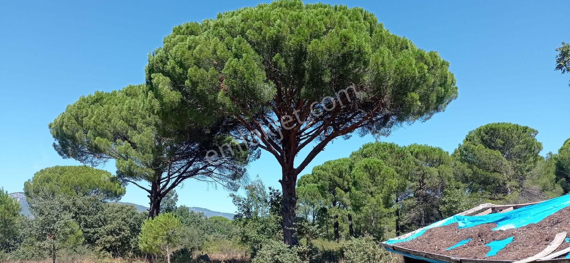 Ayvalık Yoluna 300 Metre Mesafede 15 Dönüm Çamlık - Görsel 13