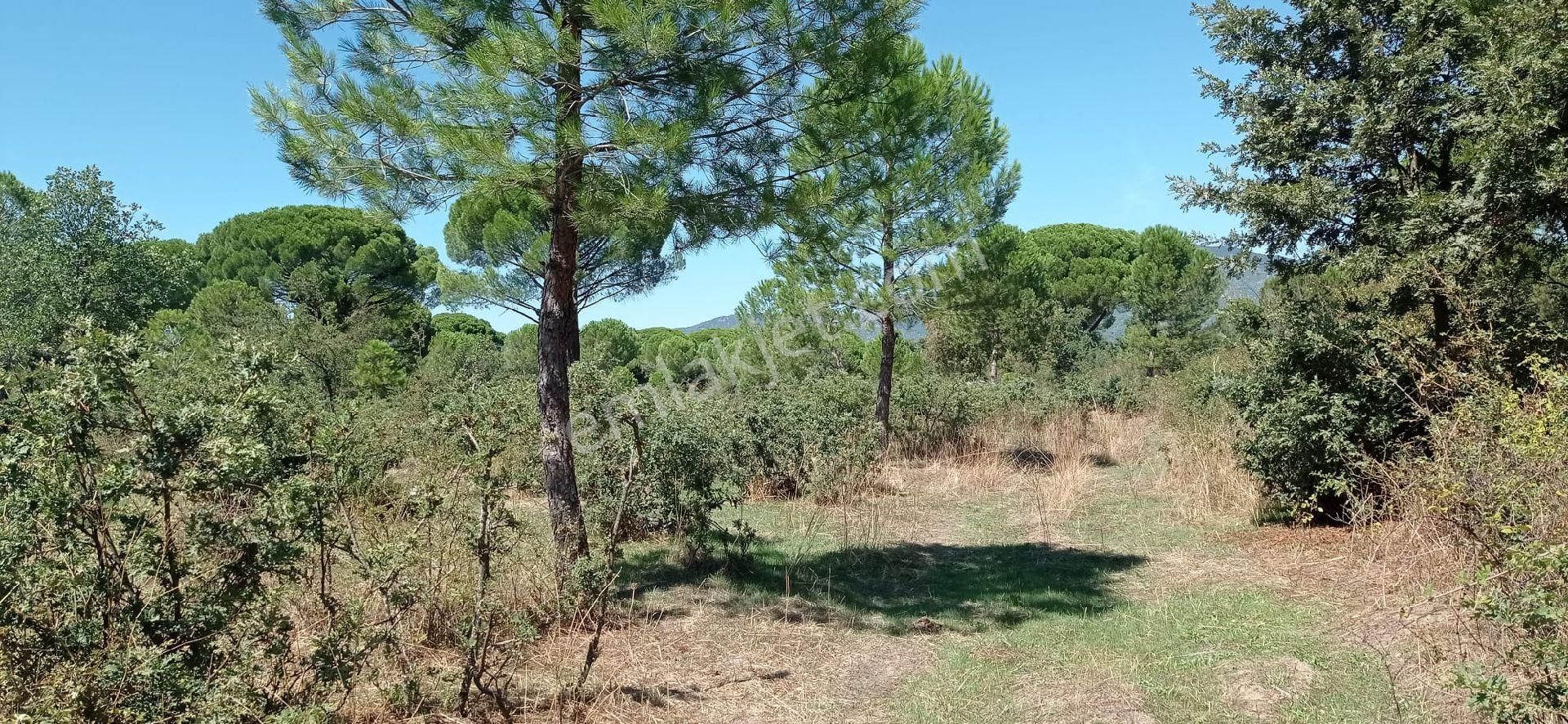 Ayvalık Yoluna 300 Metre Mesafede 15 Dönüm Çamlık - Görsel 21