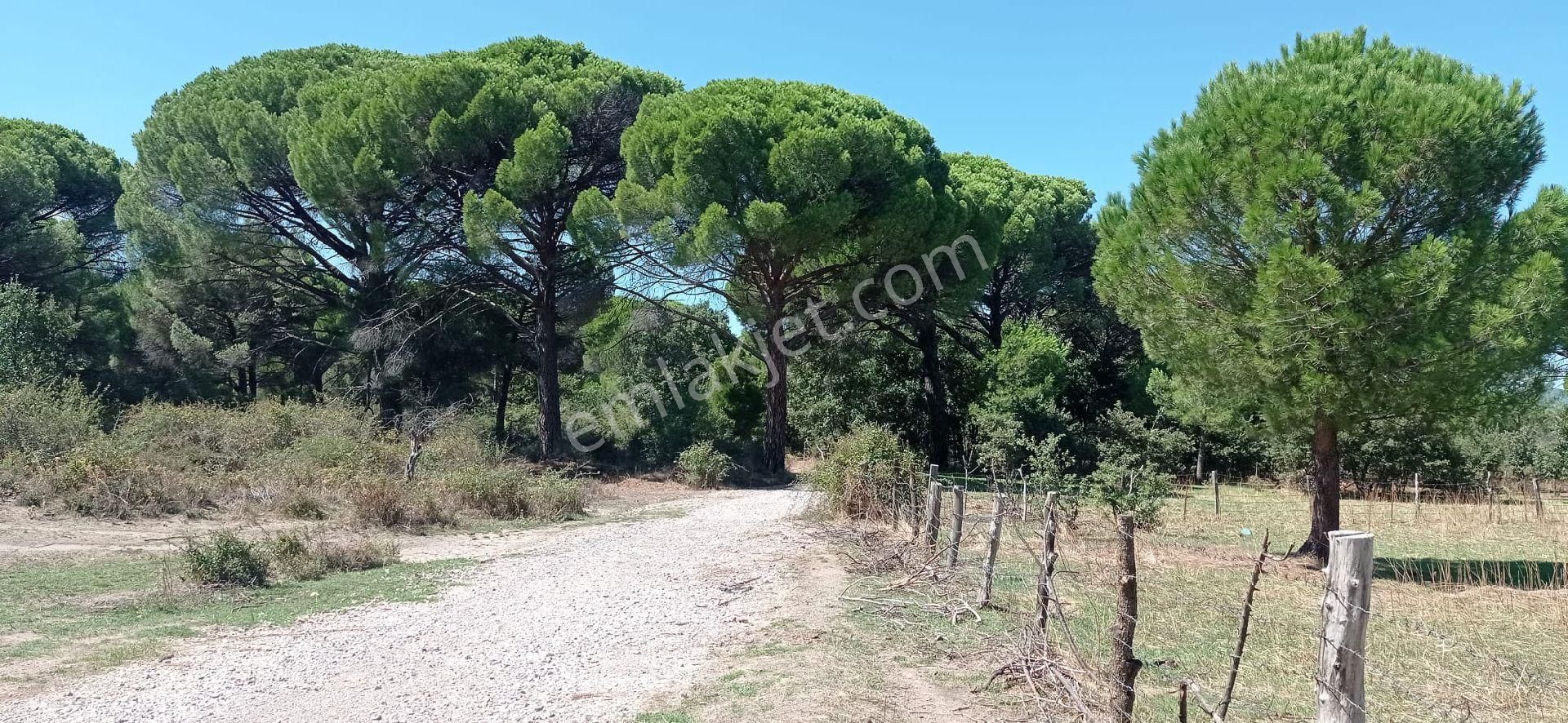 Ayvalık Yoluna 300 Metre Mesafede 15 Dönüm Çamlık - Görsel 19