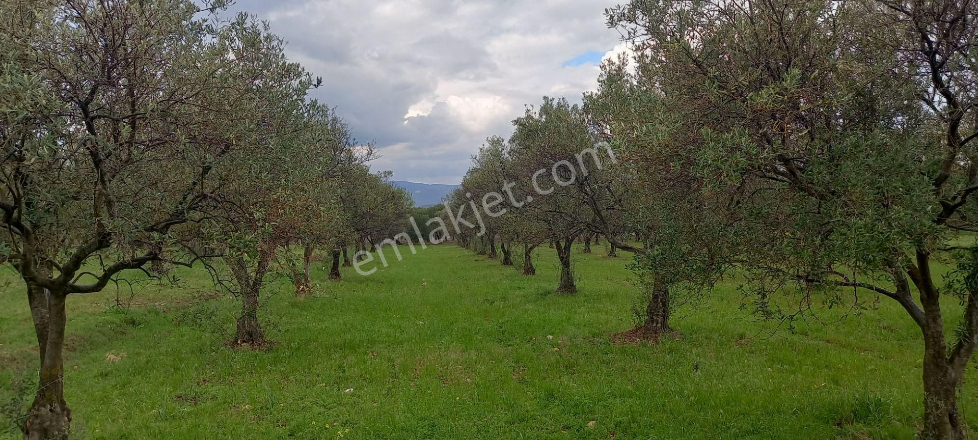 Akhisar Sakarkaya Da Köye Çok Yakın Satılık 3.700 M2 Zeytinlik 1.870.000 Tl - Görsel 9